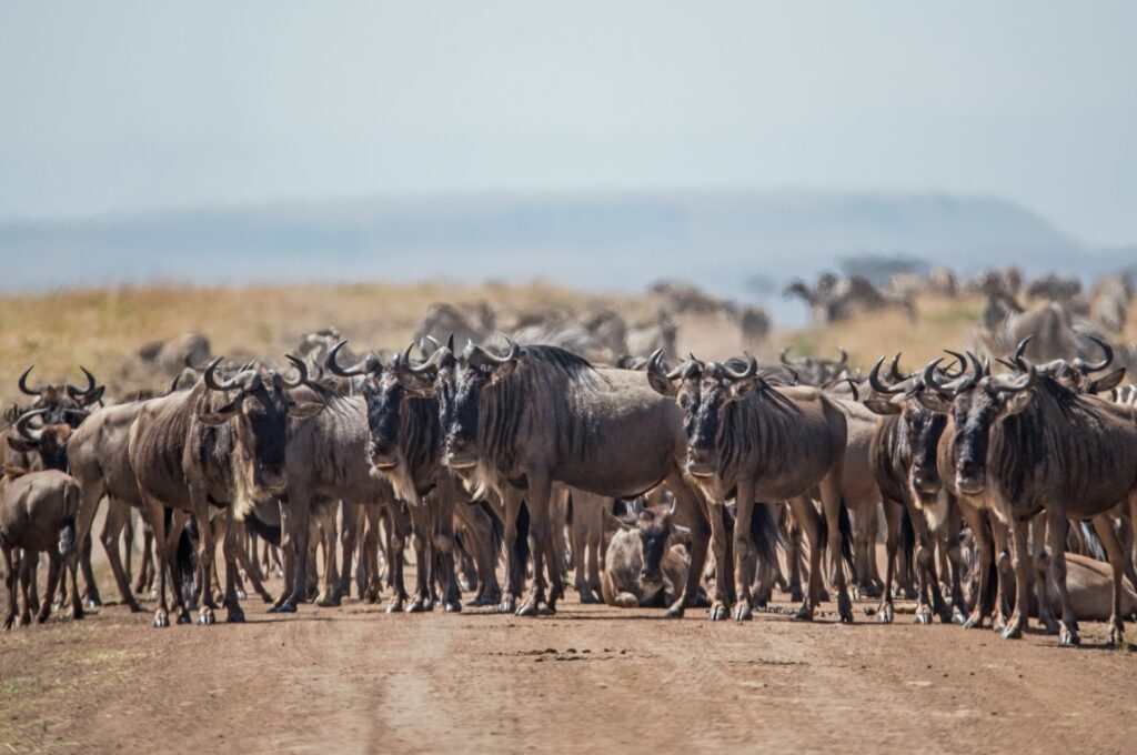 10 Days Wildebeest Migration Safari