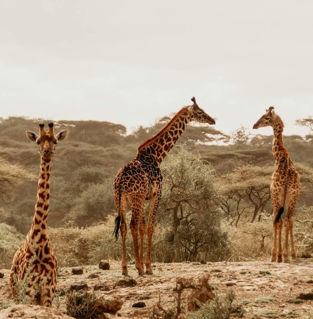 5 days Tanzania Private Safari