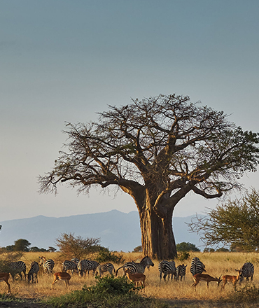 Tanzania Private Safari