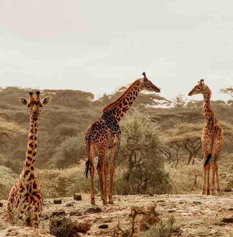 Tanzania Private Safari