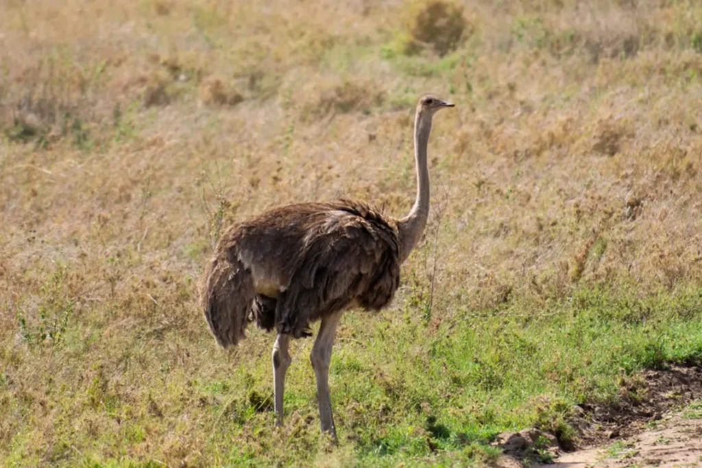 ostrich at ngorongoro