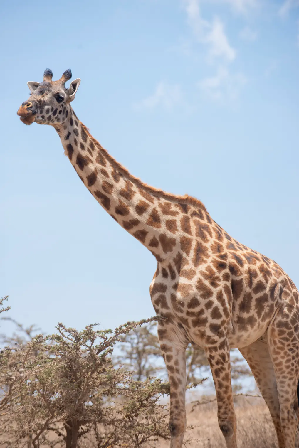 serengeti national park